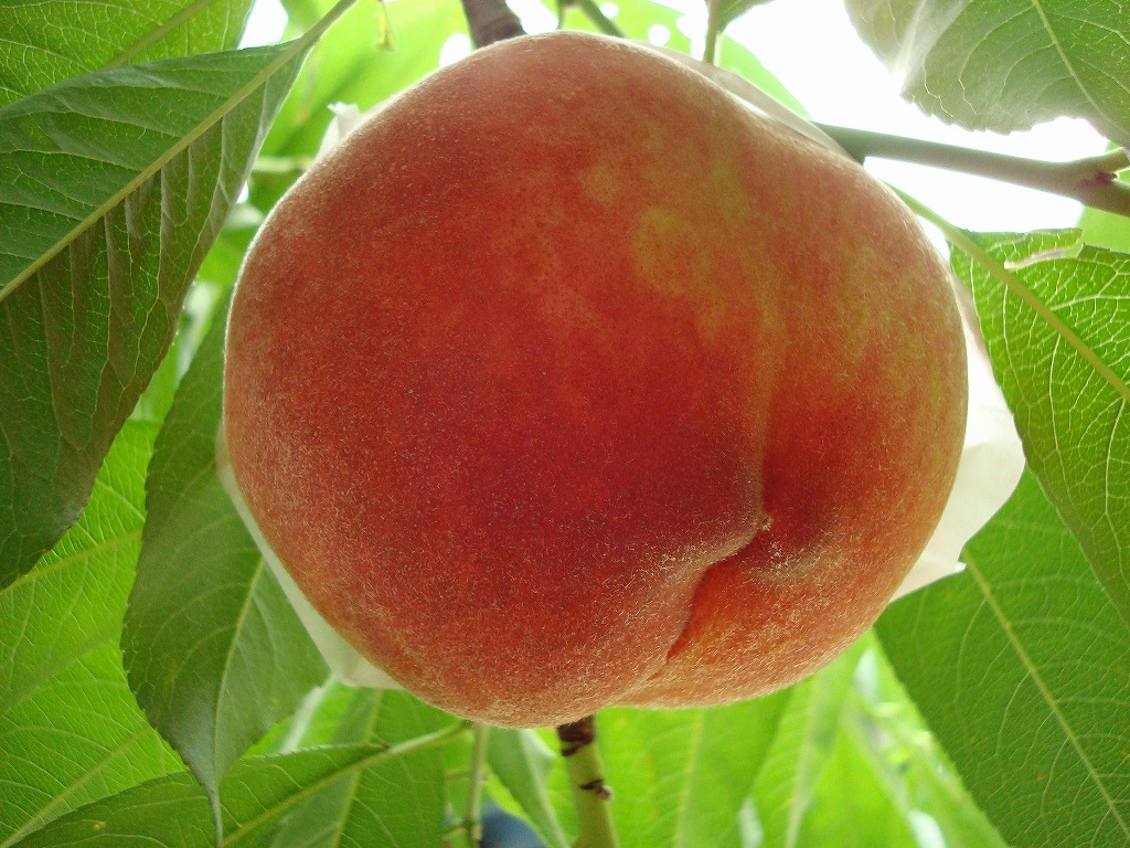 タイトルをこちら入力